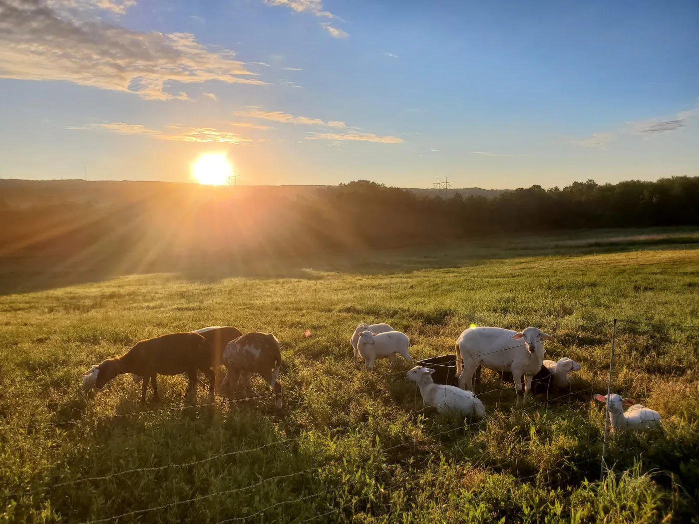 Veterans Creating a Viable Tree Crop Economy in the Northeastern United States
